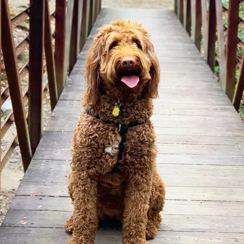 Harper the goldendoodle